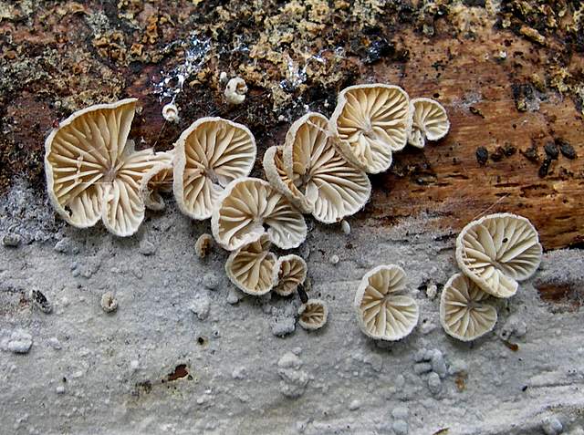 La  Flora  micologica  Alsaziana